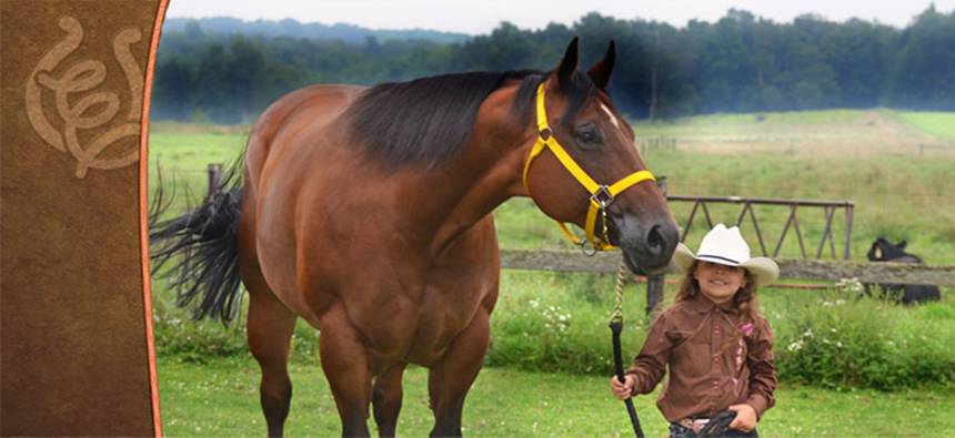 western horse supplies