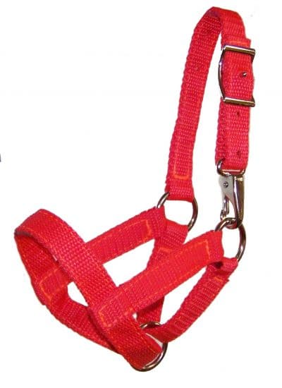 llama, llama halter, weanling, Triple E Manufacturing