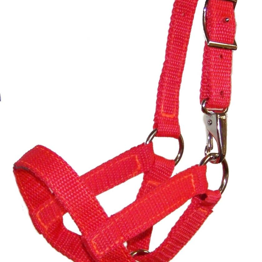 llama, llama halter, weanling, Triple E Manufacturing