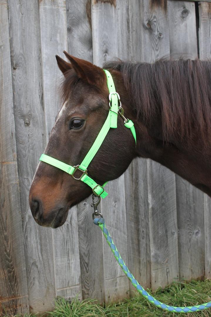 Parker Halters Triple E Mfg & Design